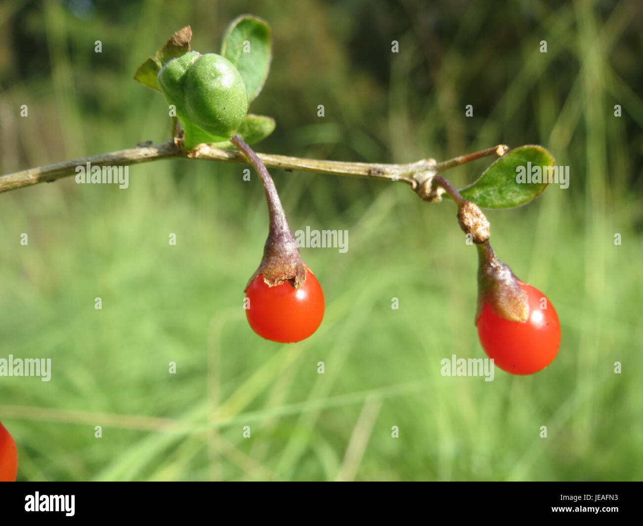 Lycium barbarum, commonly known as goji berry, is a plant species known for its bright red berries and health benefits. This image, taken on October 12, 2014, shows the plant’s vibrant berries and green foliage. Stock Photo