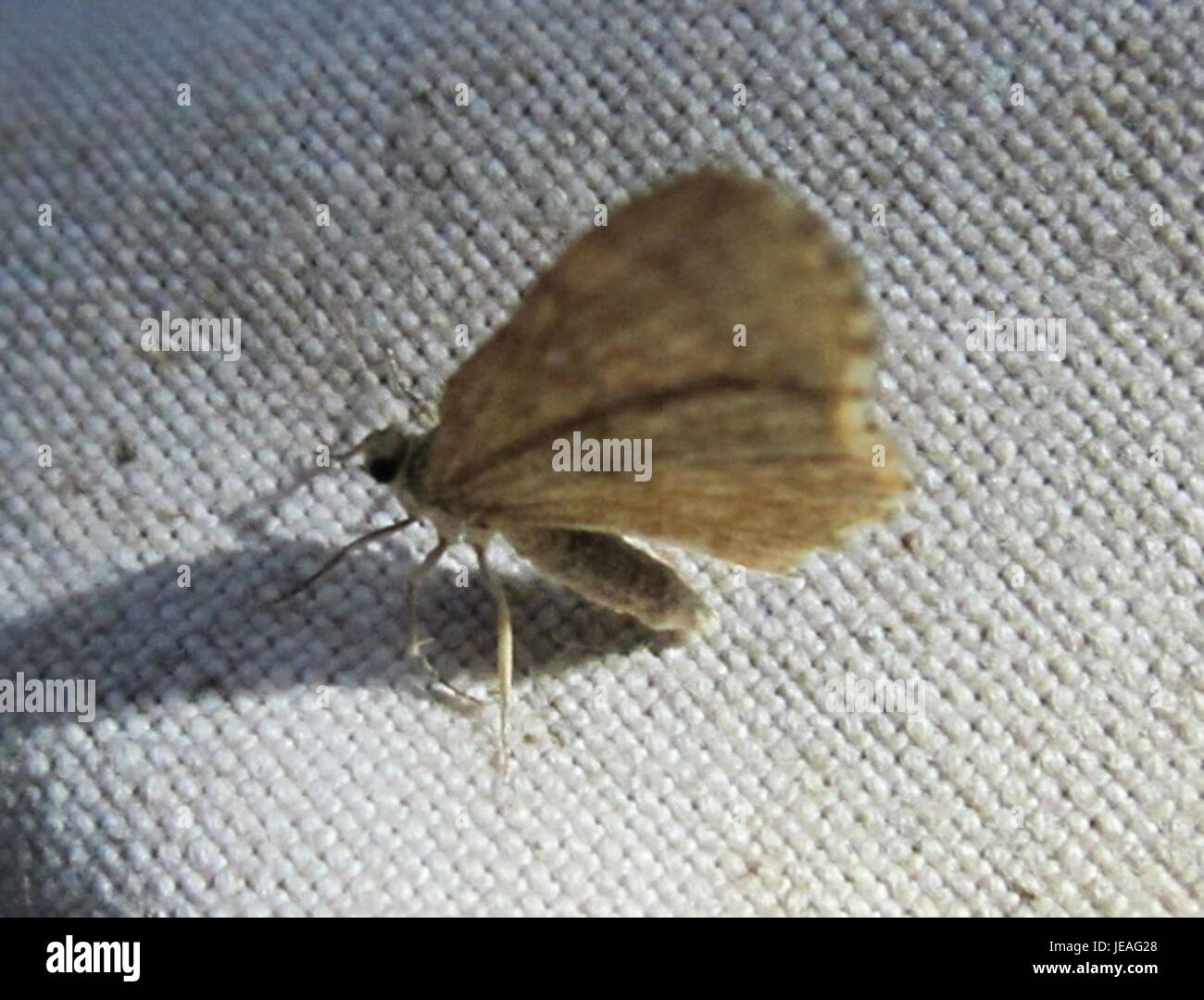 Diverse group of insects hi-res stock photography and images - Alamy