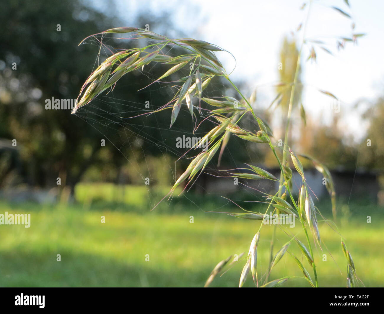 Temperate Grasslands Tall Grass Hi res Stock Photography And Images Alamy temperate-grasslands-tall-grass-hi-res-stock-photography-and-images-alamy
