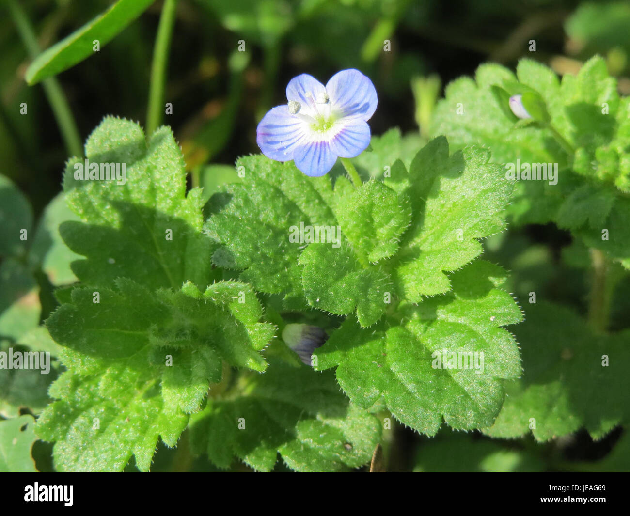 Ground hugging design hi-res stock photography and images - Alamy