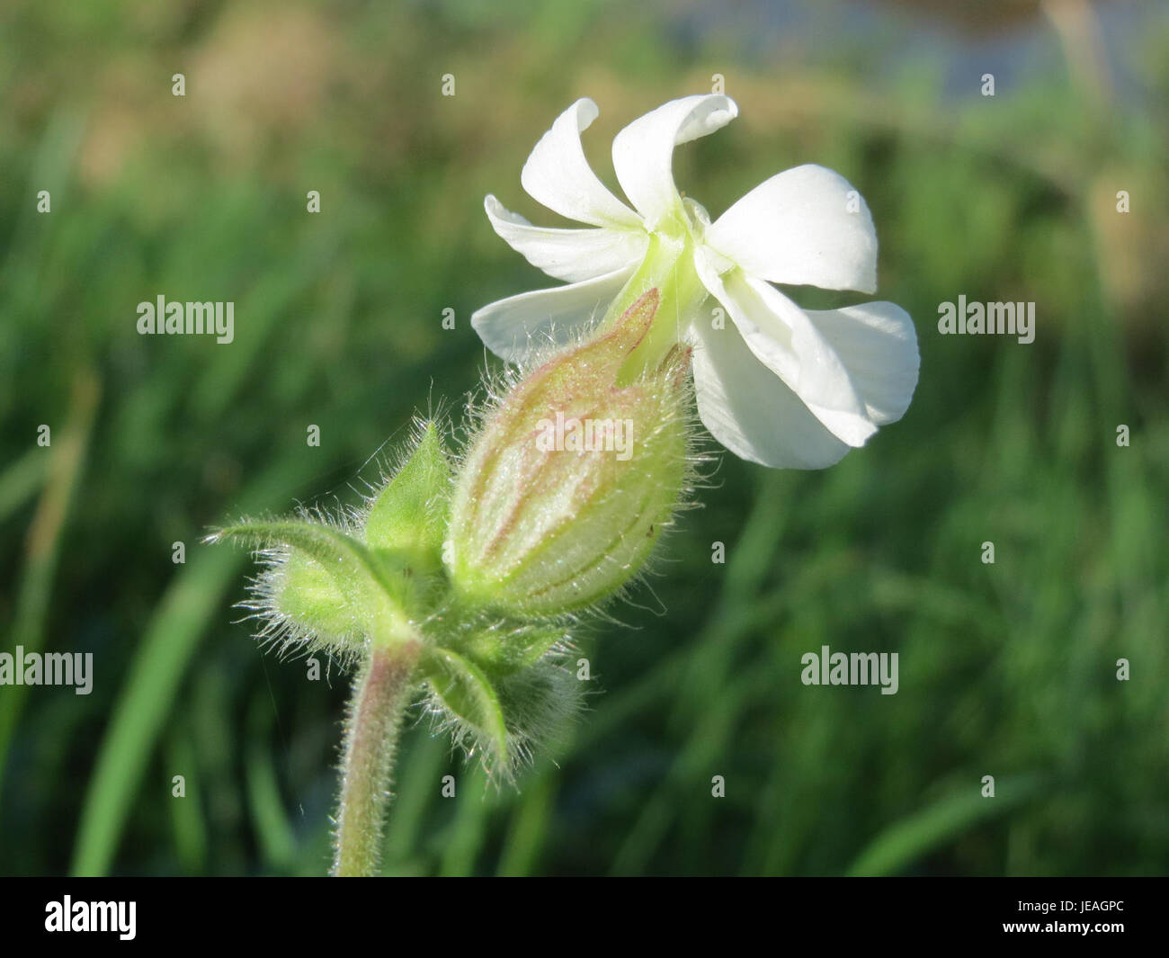 Silene latifolia, or white campion, is a flowering plant native to ...