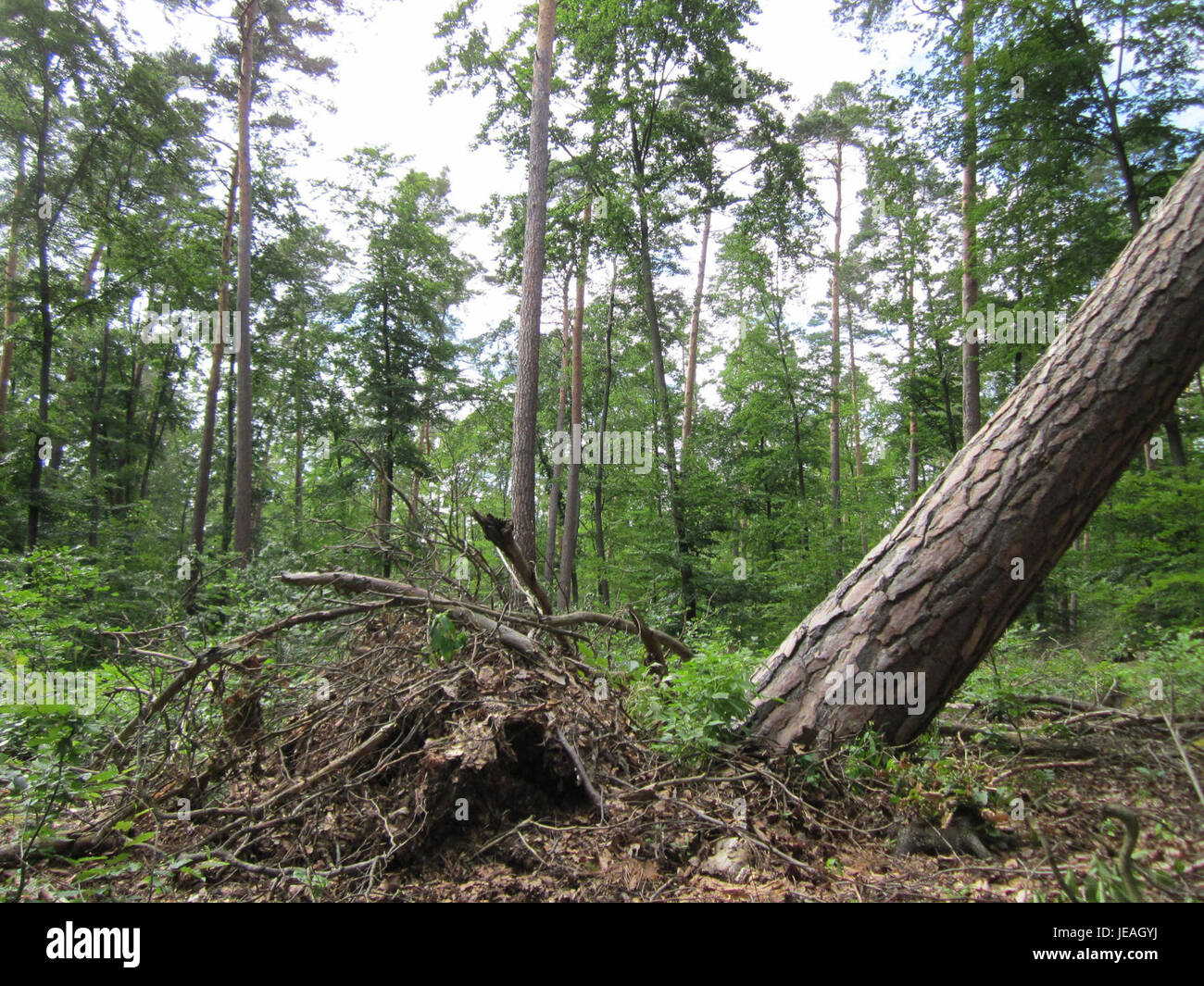 A photograph taken on June 22, 2013, of storm damage in Schwetzinger Hardt, highlighting the impact of severe weather on the local landscape. Stock Photo