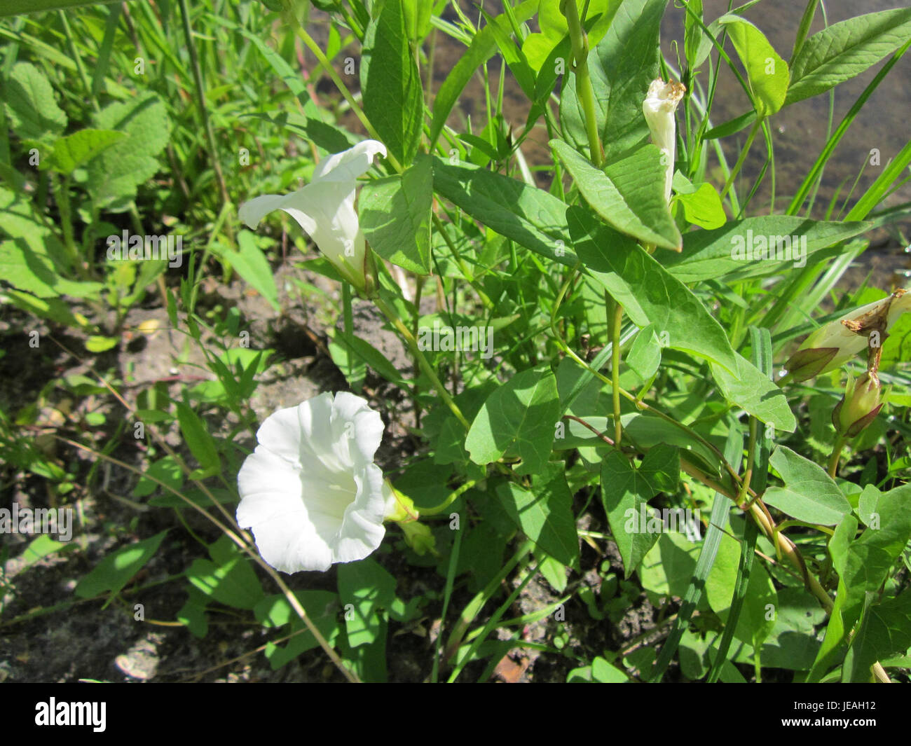 Zaunwinde, also known as Calystegia sepium, is a species of flowering ...