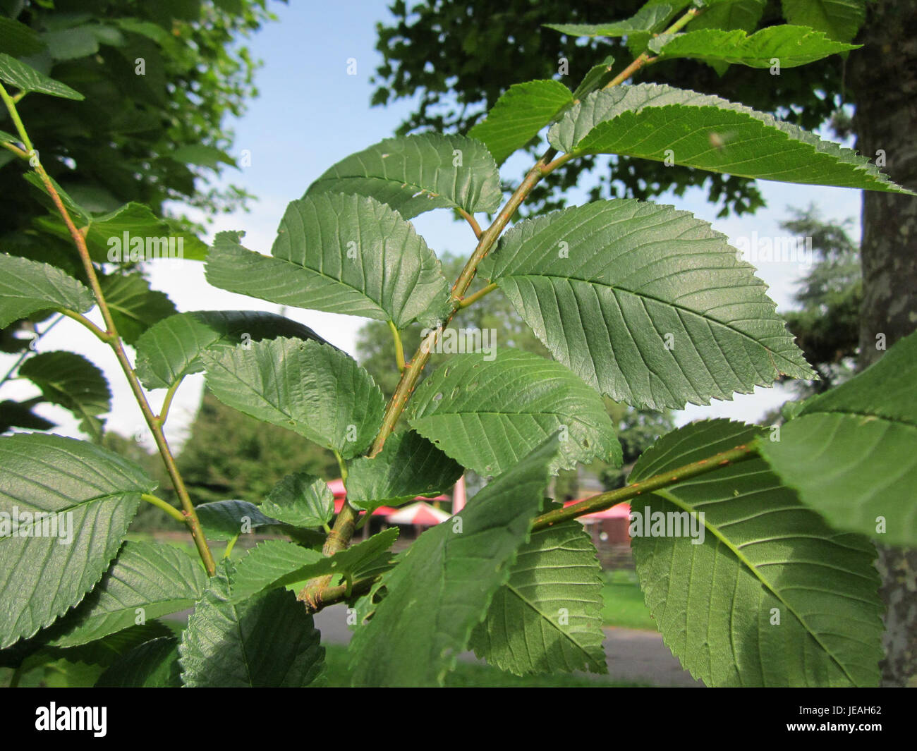 Ulme species structure hi-res stock photography and images - Alamy