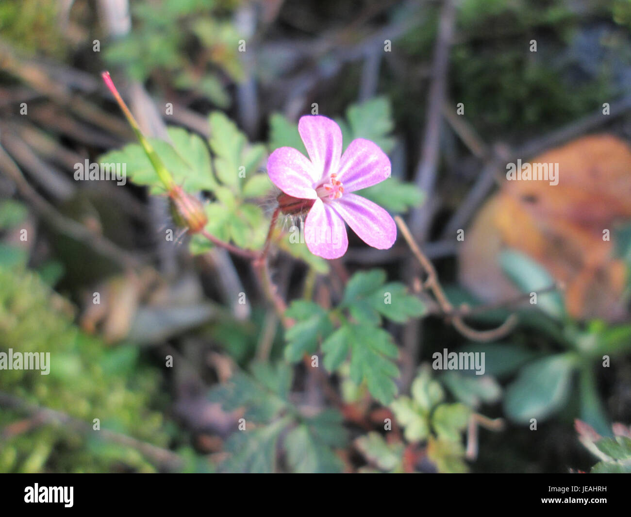 geranium-robertianum-also-known-as-herb-robert-is-a-small-herbaceous