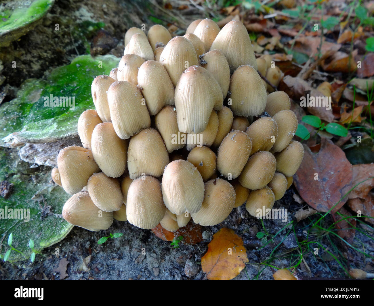 20141028 Hollandse Hout paddenstoelen Stock Photo