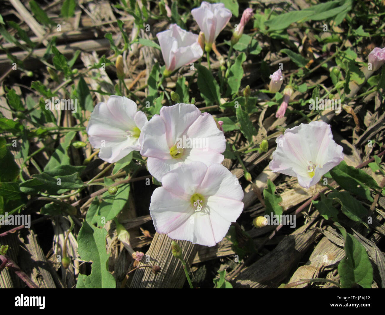 Ackerwinde, commonly known as field bindweed, is a plant species that ...