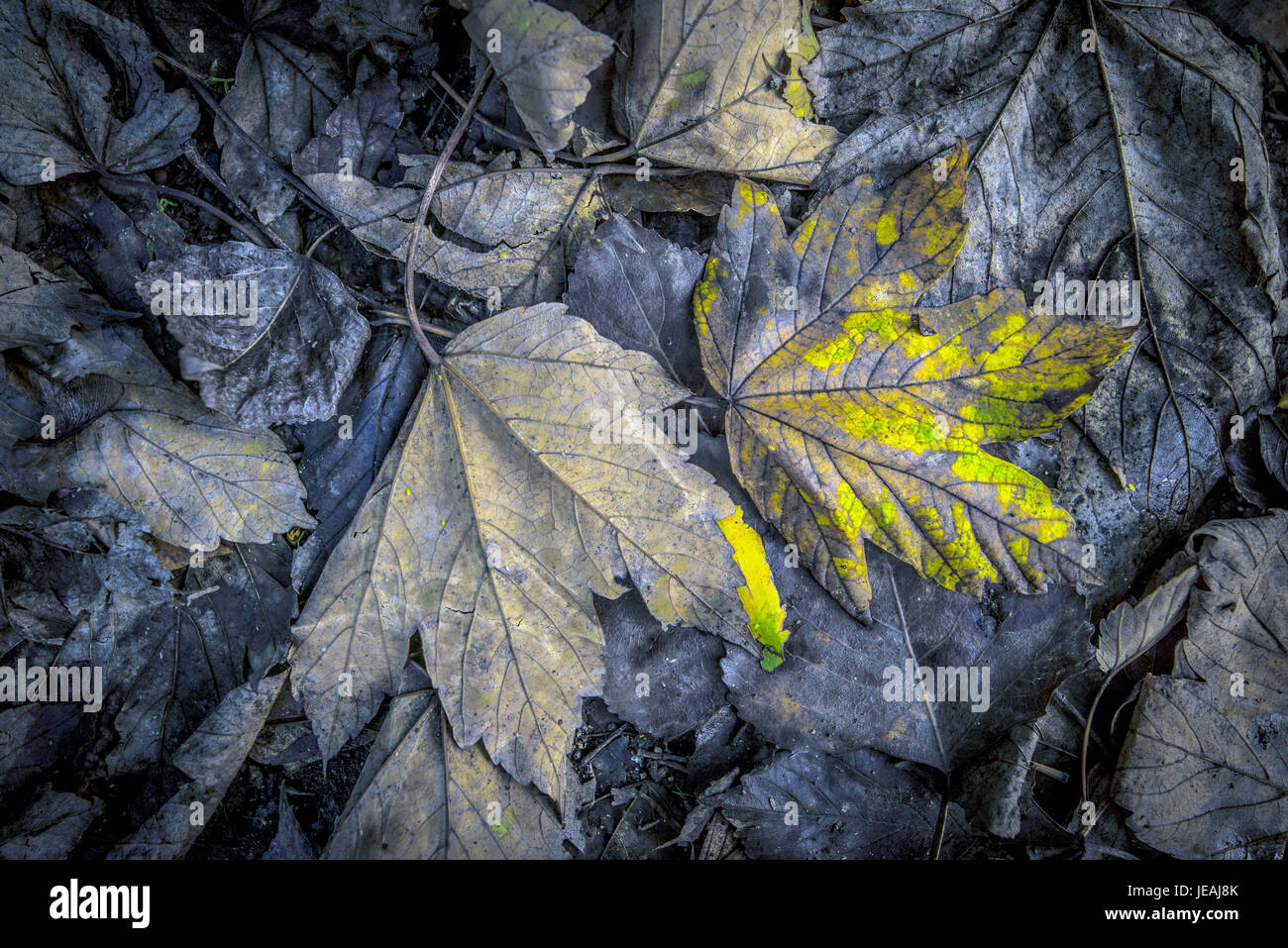 autunm leaf / hojas de otoño Stock Photo
