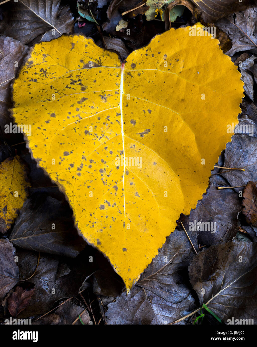 autunm leaf / hojas de otoño Stock Photo