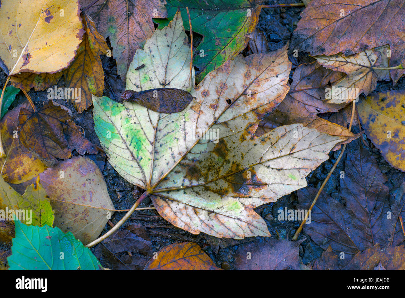 Autunm leaf / hojas de otoño Stock Photo