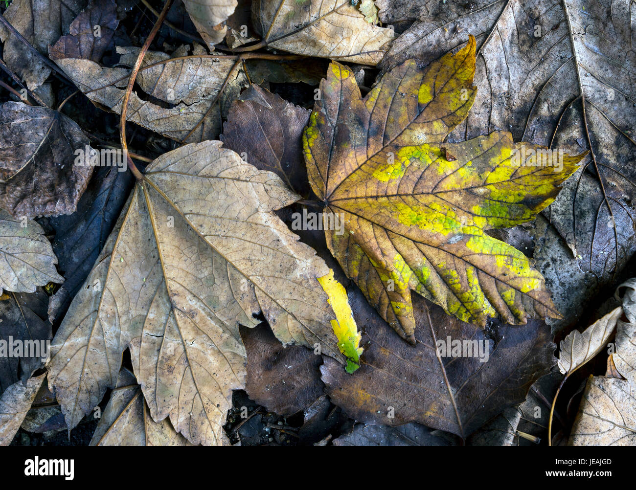 Autunm leaf / hojas de otoño Stock Photo