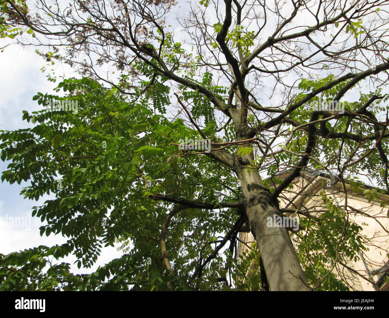 A photograph of Ailanthus altissima (Tree of Heaven) taken on November ...
