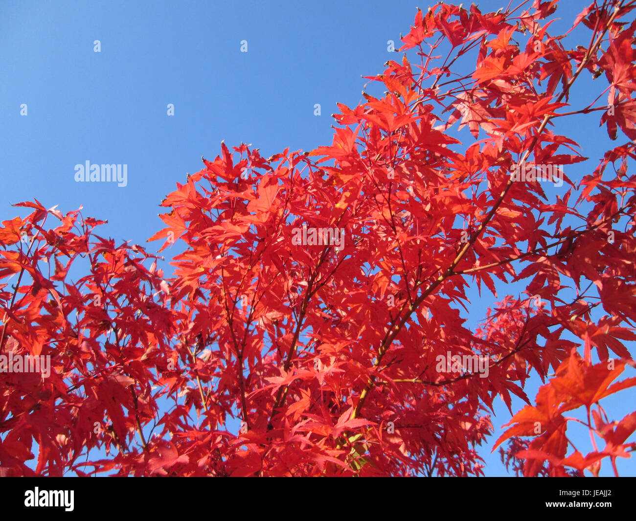 Striking japanese maple tree hi-res stock photography and images - Alamy