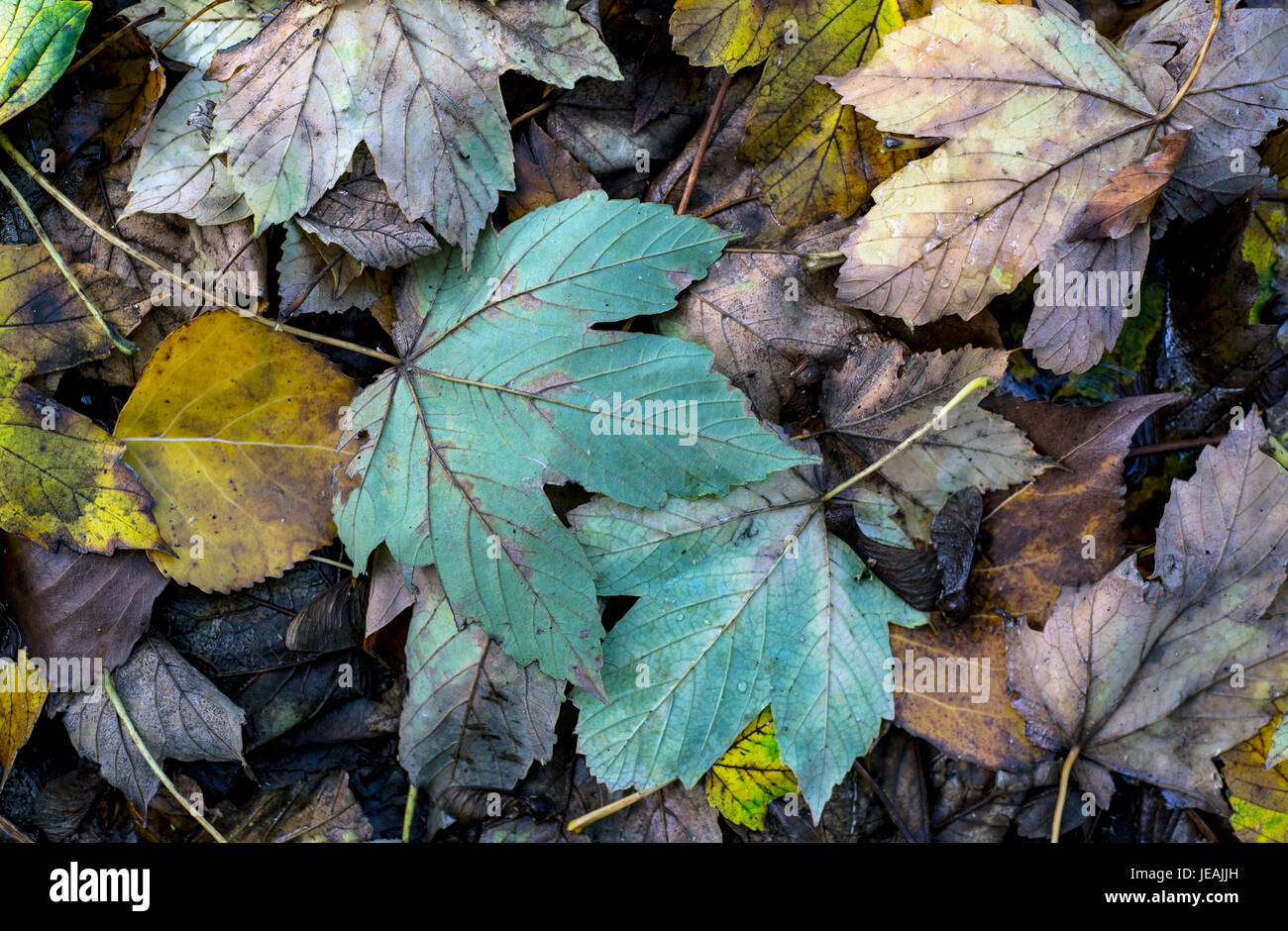 Hojas de otoño / autunm leaf Stock Photo