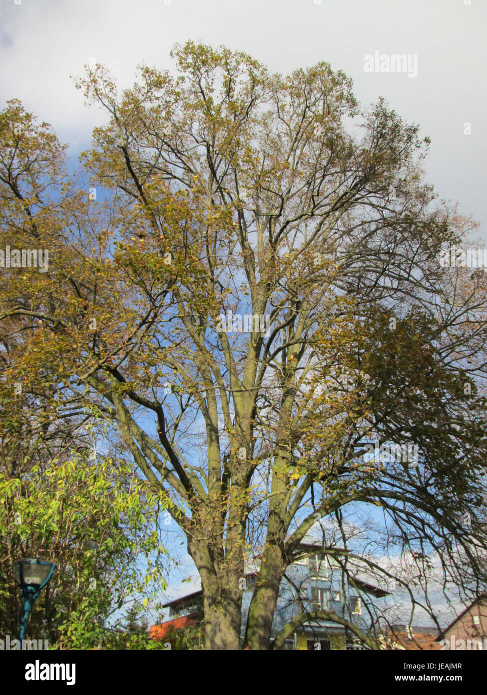 Tilia cordata, commonly known as the small-leaved lime or basswood, is a deciduous tree native to Europe. It is widely appreciated for its heart-shaped leaves and fragrant flowers, often planted for its aesthetic and environmental benefits. Stock Photo