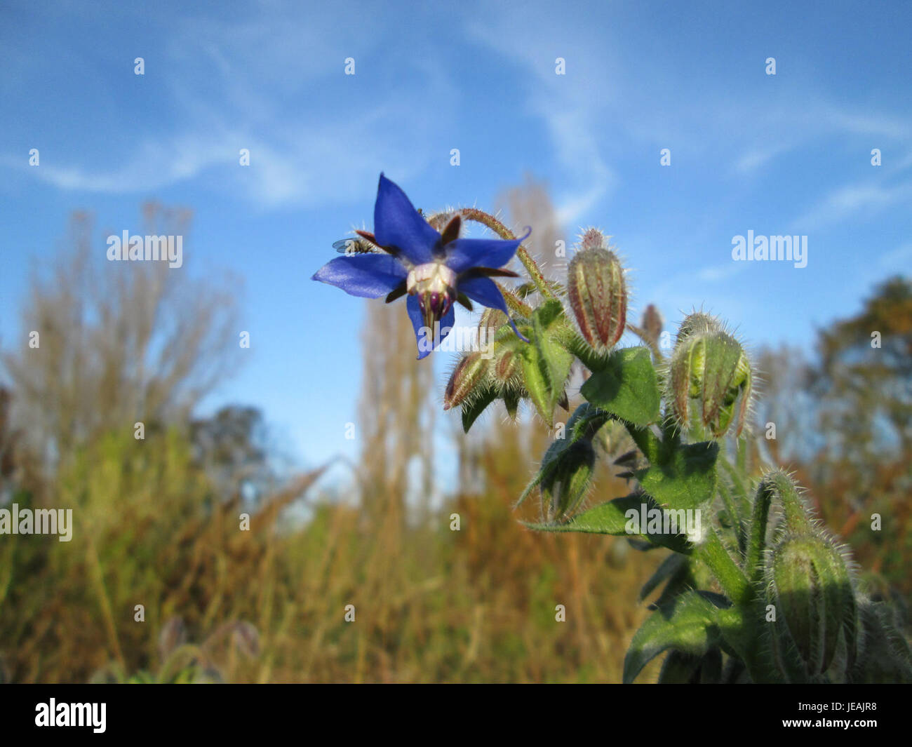 This image from November 8, 2014, shows Borago officinalis, commonly ...