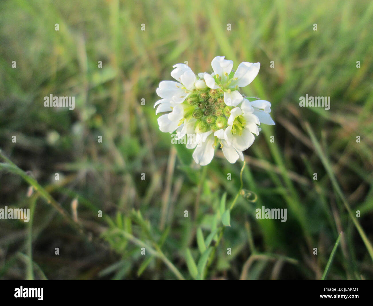 Plant species berteroa incana hi-res stock photography and images - Alamy