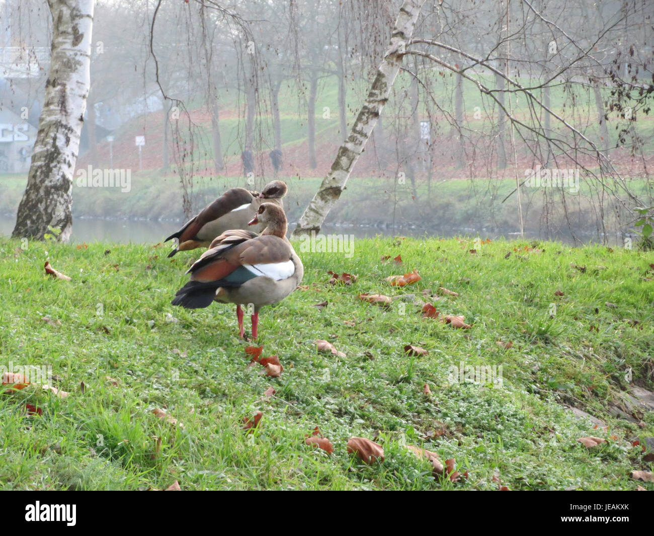 Geese Setting Geese in seasonal setting hi-res stock photography and images - Alamy