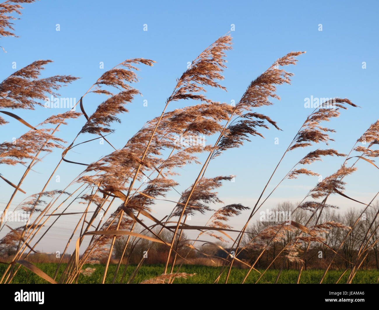 Phragmites australis, also known as common reed, is a tall, perennial ...