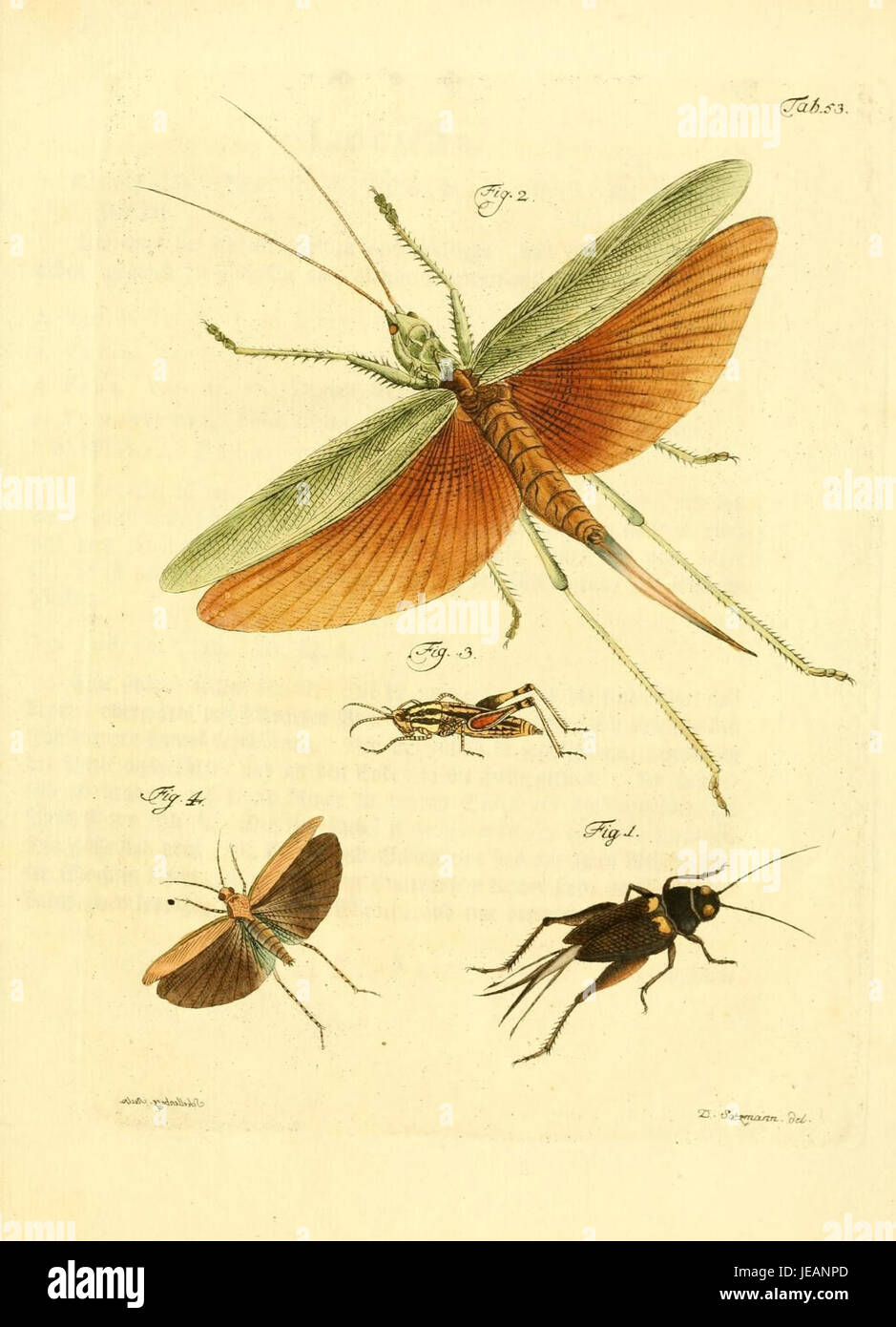 This image is from 'Archiv der Insectengeschichte', showcasing an ...