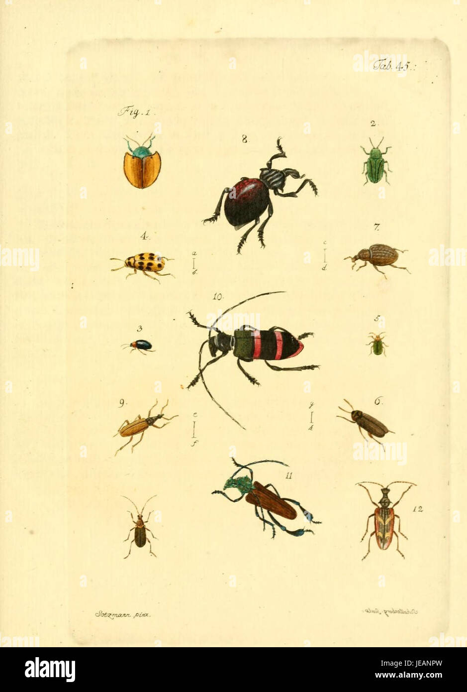 This image is from the 'Archiv der Insectengeschichte' (Archive of ...