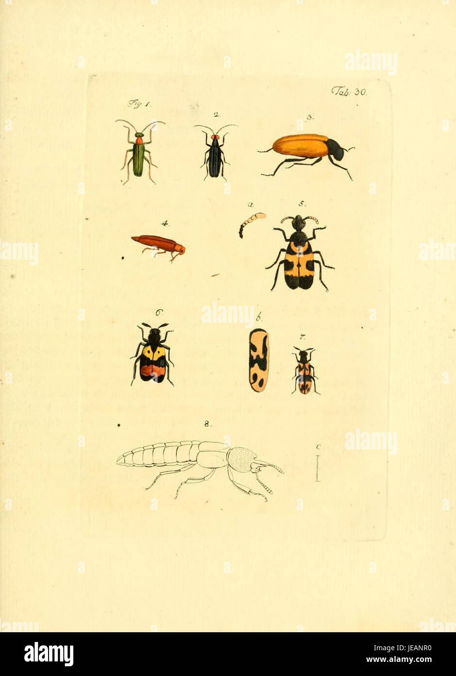 'Archiv der Insectengeschichte' is a historical collection of research ...