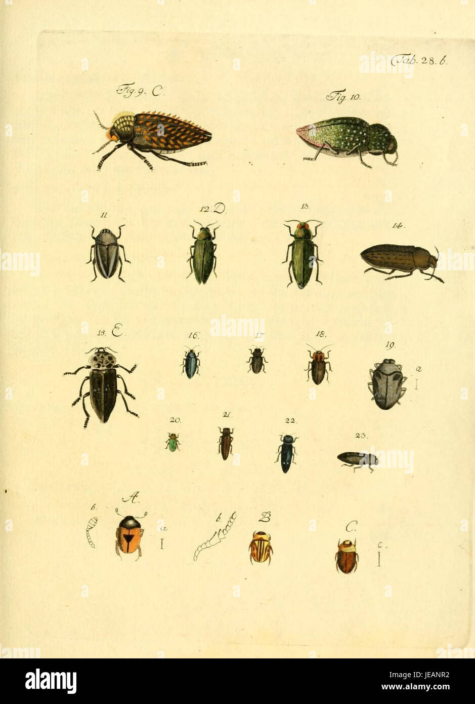 *Archiv der Insectengeschichte* is a detailed scientific journal
