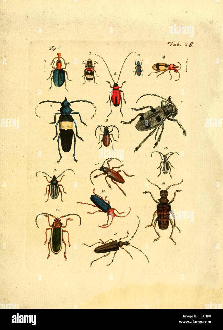 Archiv der Insectengeschichte (Tab. 25) is a detailed historical ...