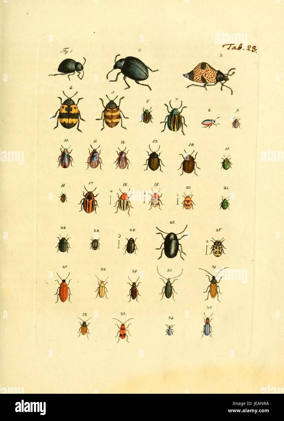 This title refers to a specific plate (Tab. 23) from the 'Archive of ...
