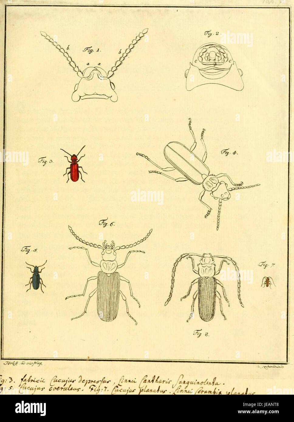 The 'Archiv der Insectengeschichte' is a historical journal documenting ...