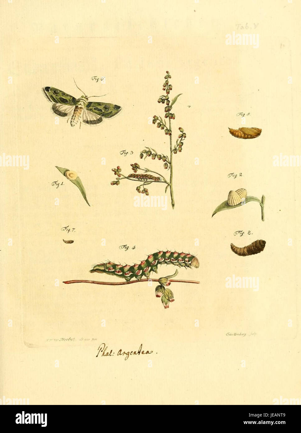 This image is from the 'Archiv der Insectengeschichte' (Archive of ...