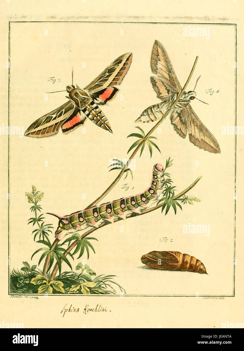 This is an image from the 'Archiv der Insectengeschichte' (Archive of ...