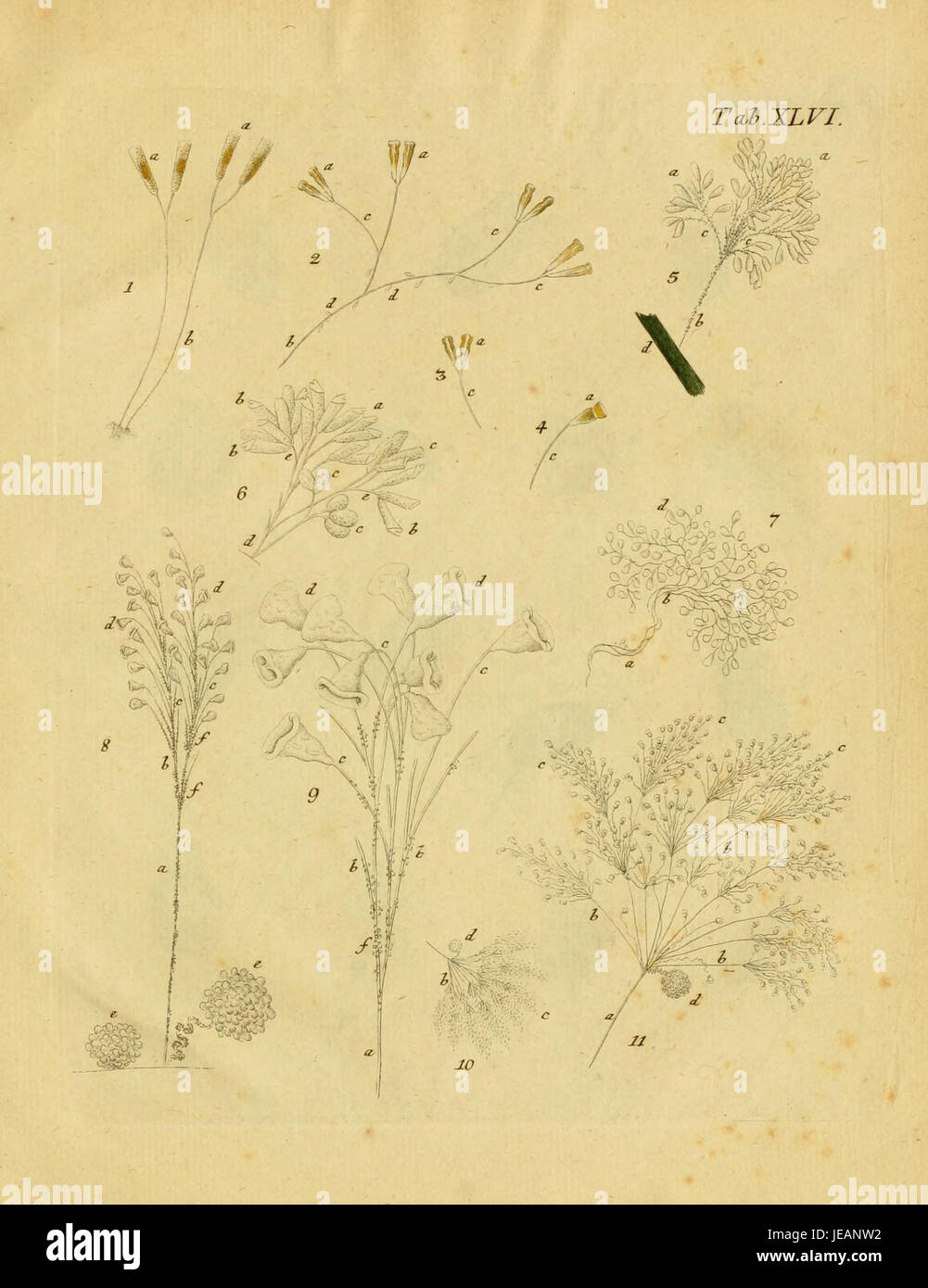 A detailed illustration of freshwater and marine infusoria, featured in ...