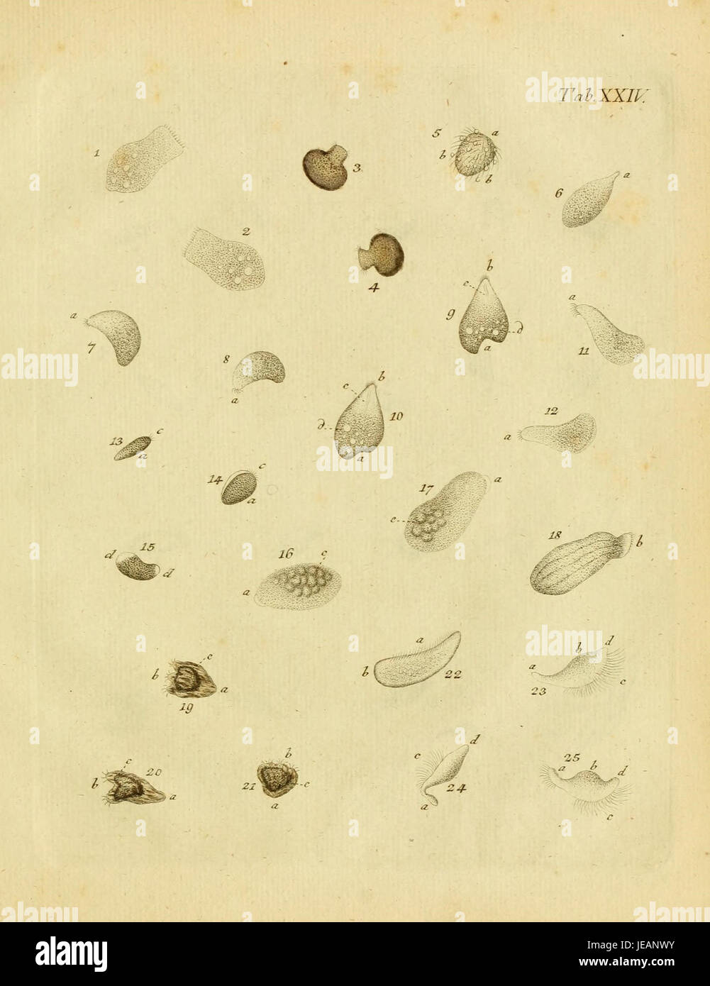 'Animalcula infusoria fluvia tilia et marina' is a historical ...