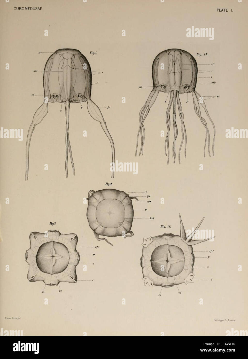 Carybdea xaymacana in Selected morphological monographs - The Cubomedusae (1900) Stock Photo