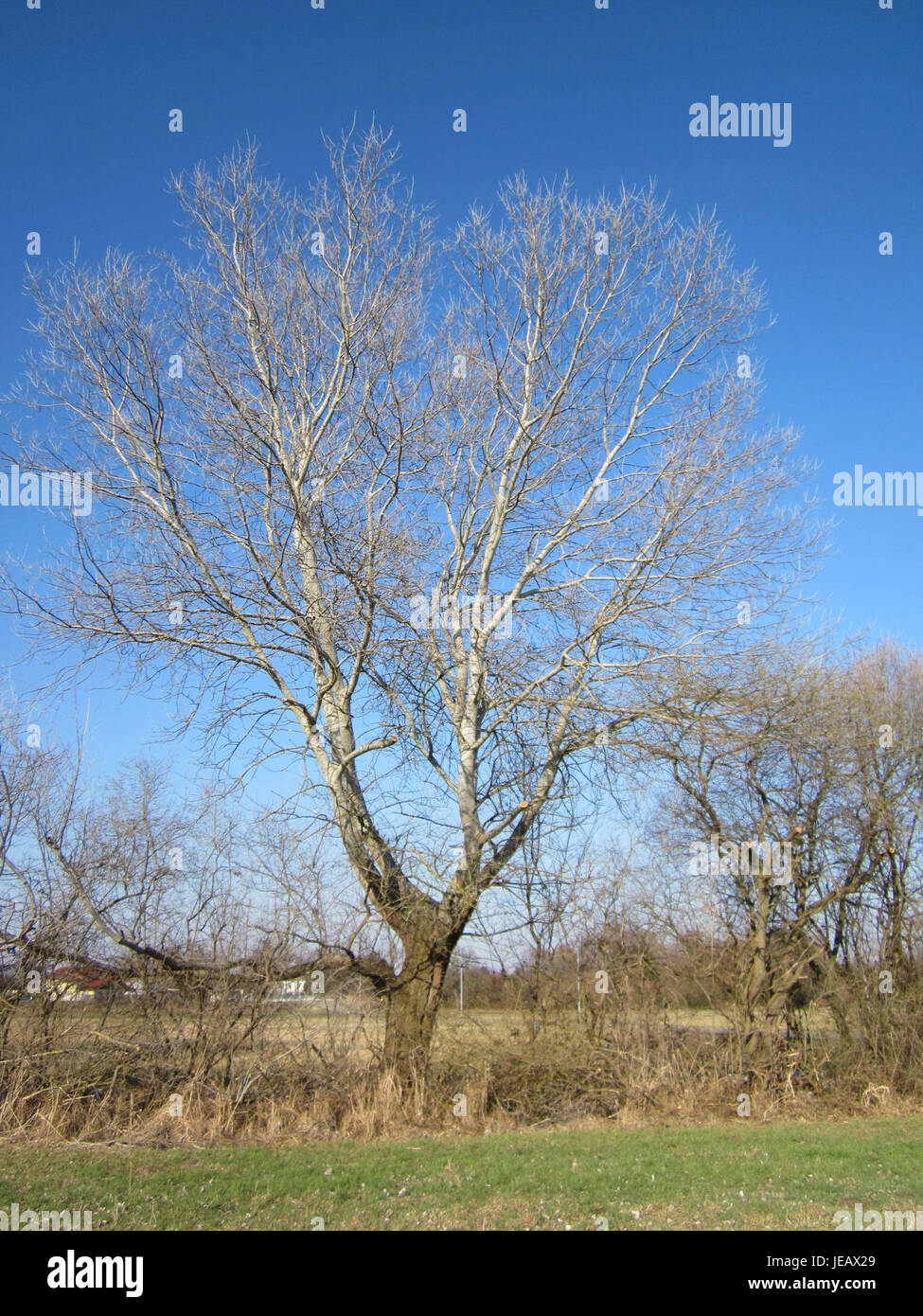 White poplar identification hi-res stock photography and images - Alamy