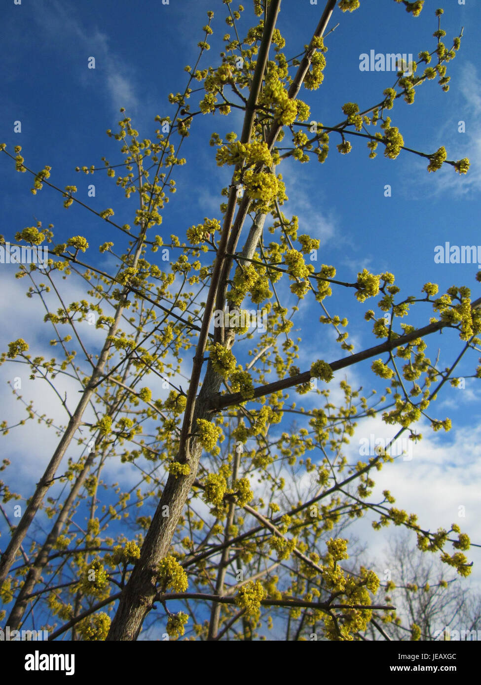 A photograph of Cornus mas, commonly known as Cornelian cherry, taken ...