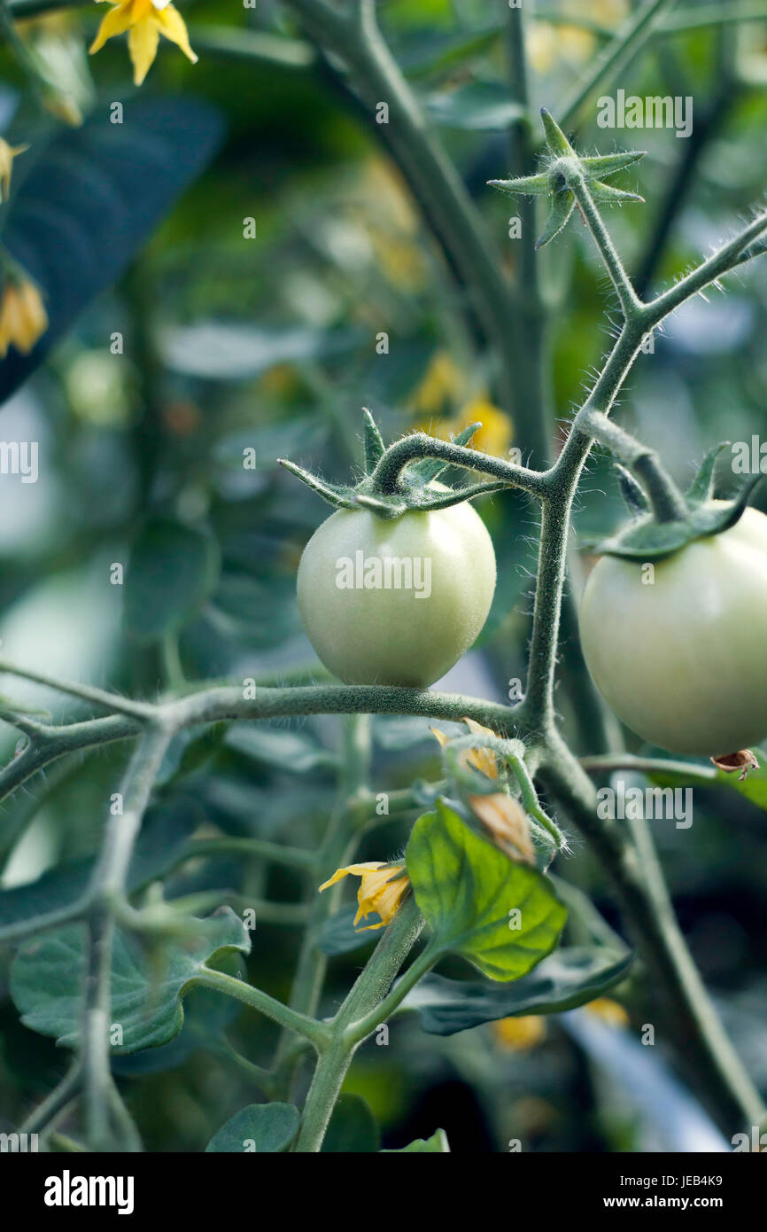 Green tomatoes in the greenhouse Stock Photo - Alamy