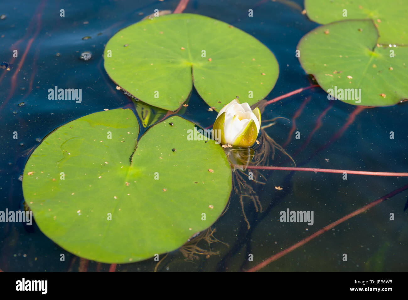 Blue water lily plant hi-res stock photography and images - Alamy