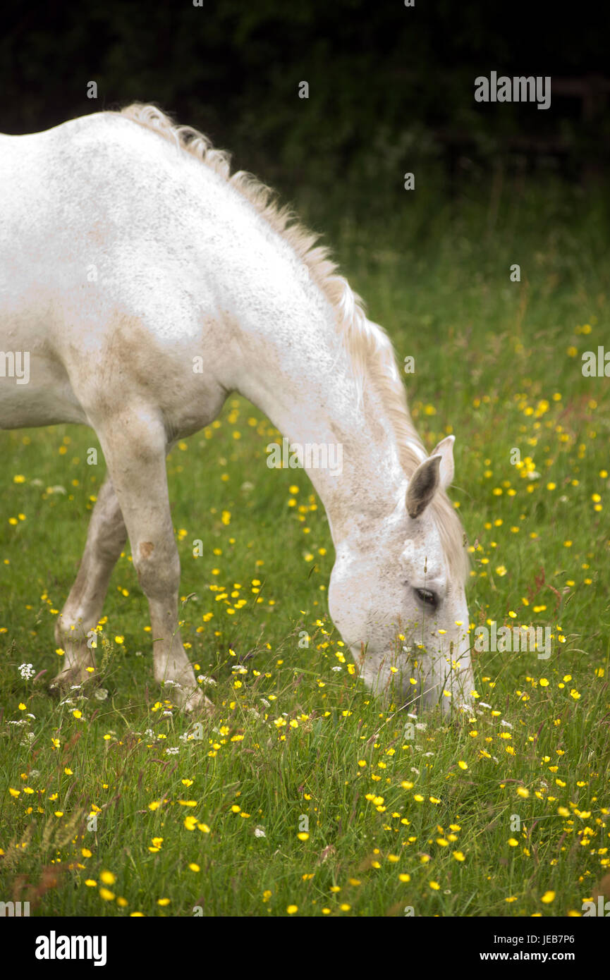 White horse grazing in field of buttercups Stock Photo - Alamy