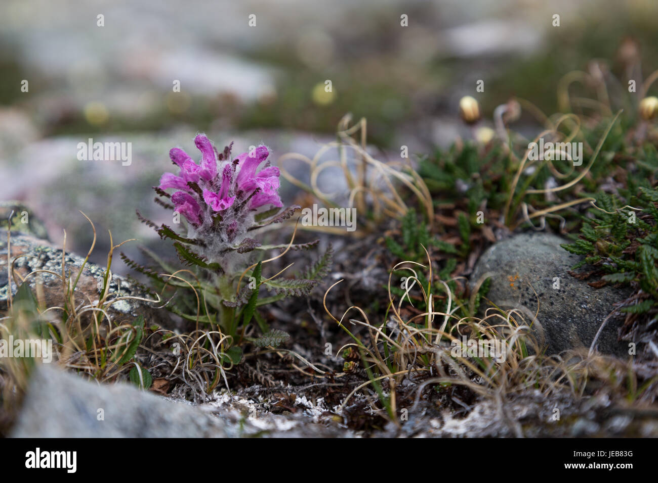 A tiny purple flower covered in fine hairs grows between sharp rocks on Svalbard Stock Photo