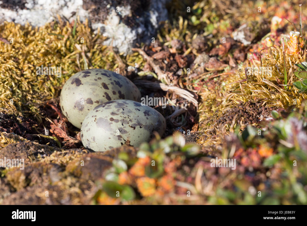 A pair of green and brown speckled eggs lie in the tiny hollow of an Arctic Tern nest near Hamiltonbreen in Spitzbergen. Stock Photo