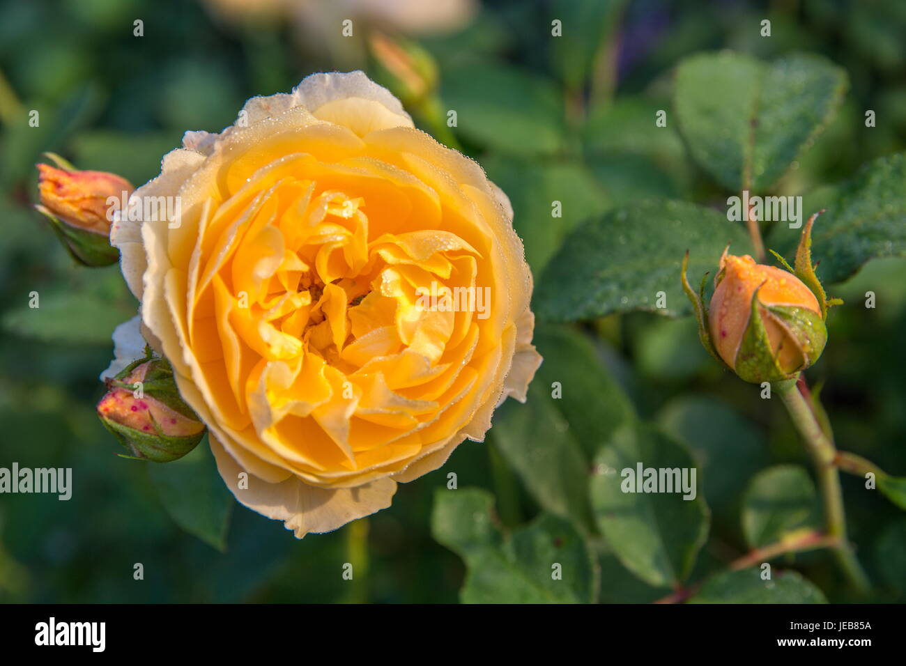 June to august bloom hi-res stock photography and images - Alamy