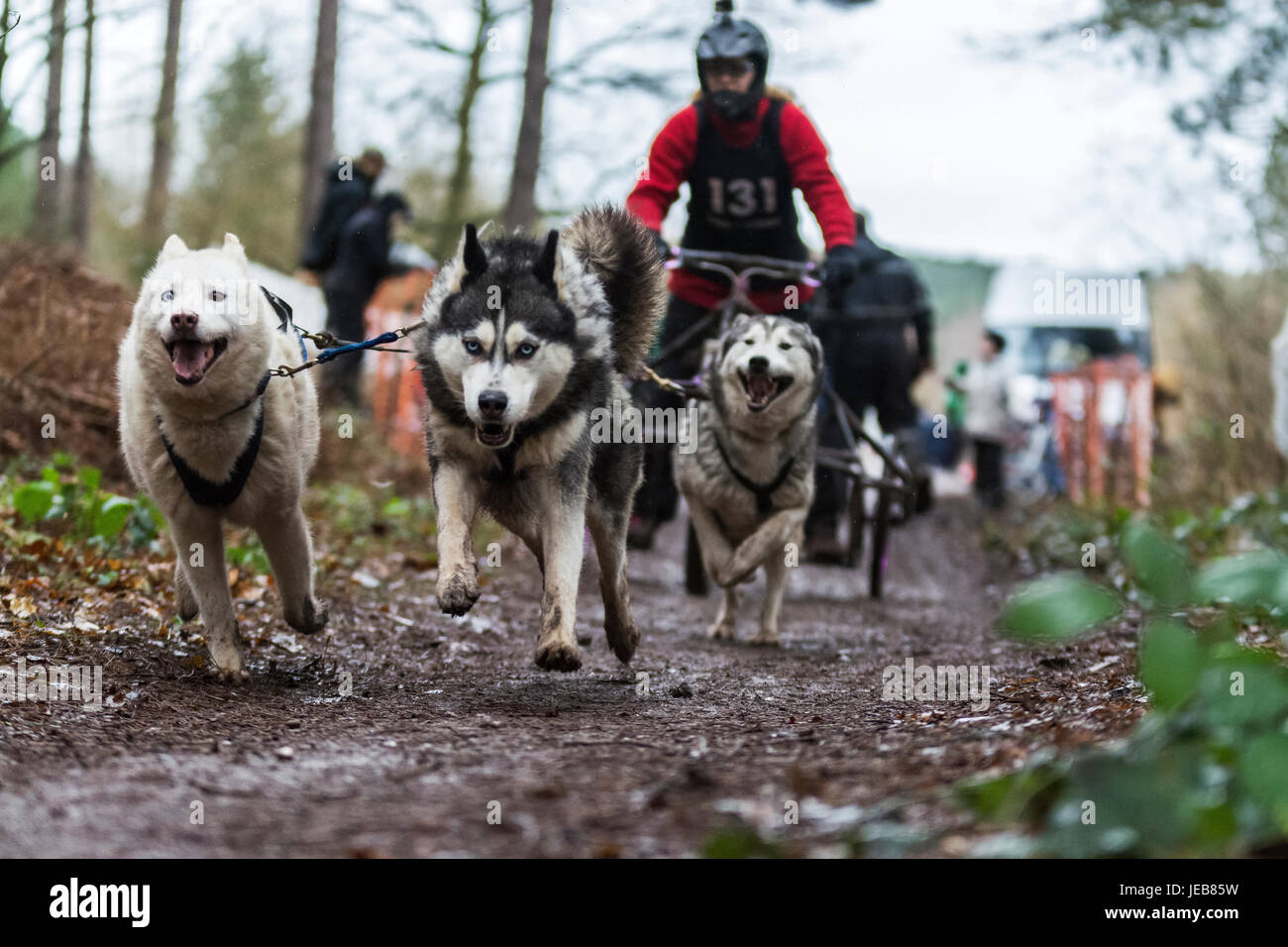 Siberian Husky Racing Stock Photo