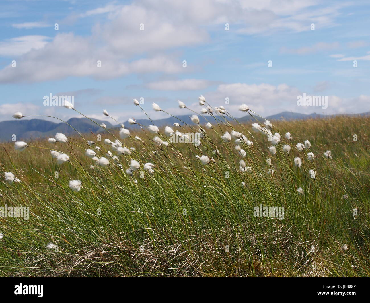 Cottongrass bending in the wind, Loweswater Fells, Cumbria Stock Photo