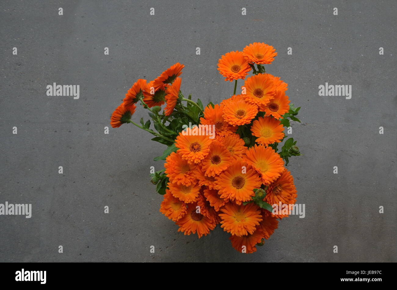 Bunch of the marigold or Calendula officinalis flowers on grey background, Sofia, Bulgaria Stock Photo