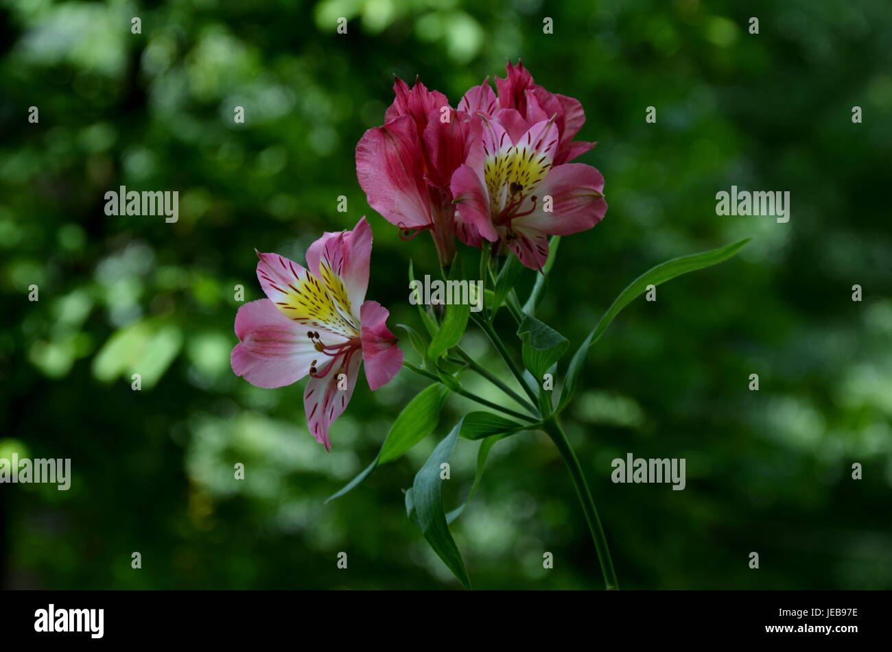 Pink alstroemeria flowers in the green natural background,  Sofia, Bulgaria Stock Photo