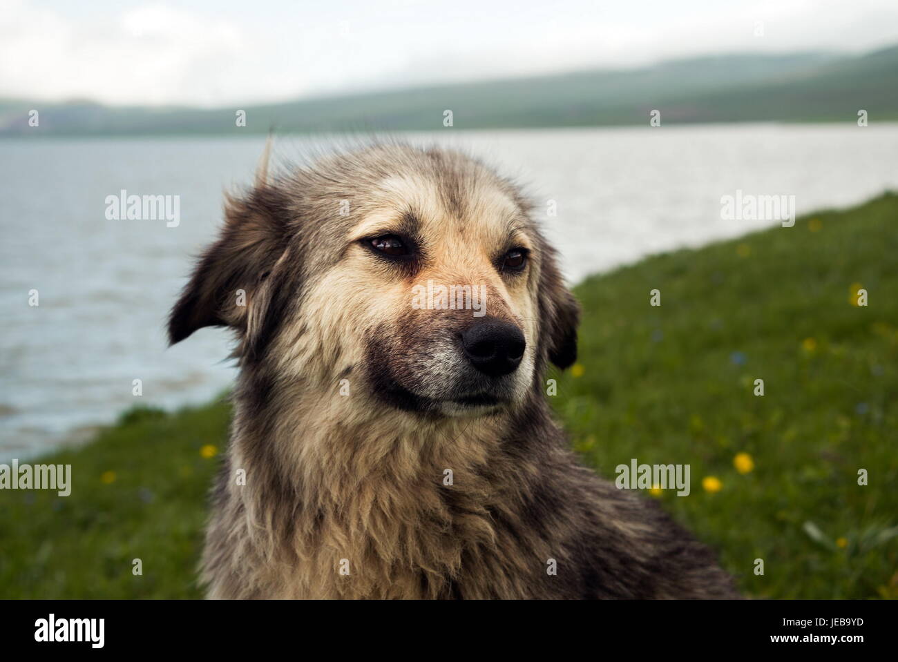 Portrait of the dog in nature Stock Photo - Alamy