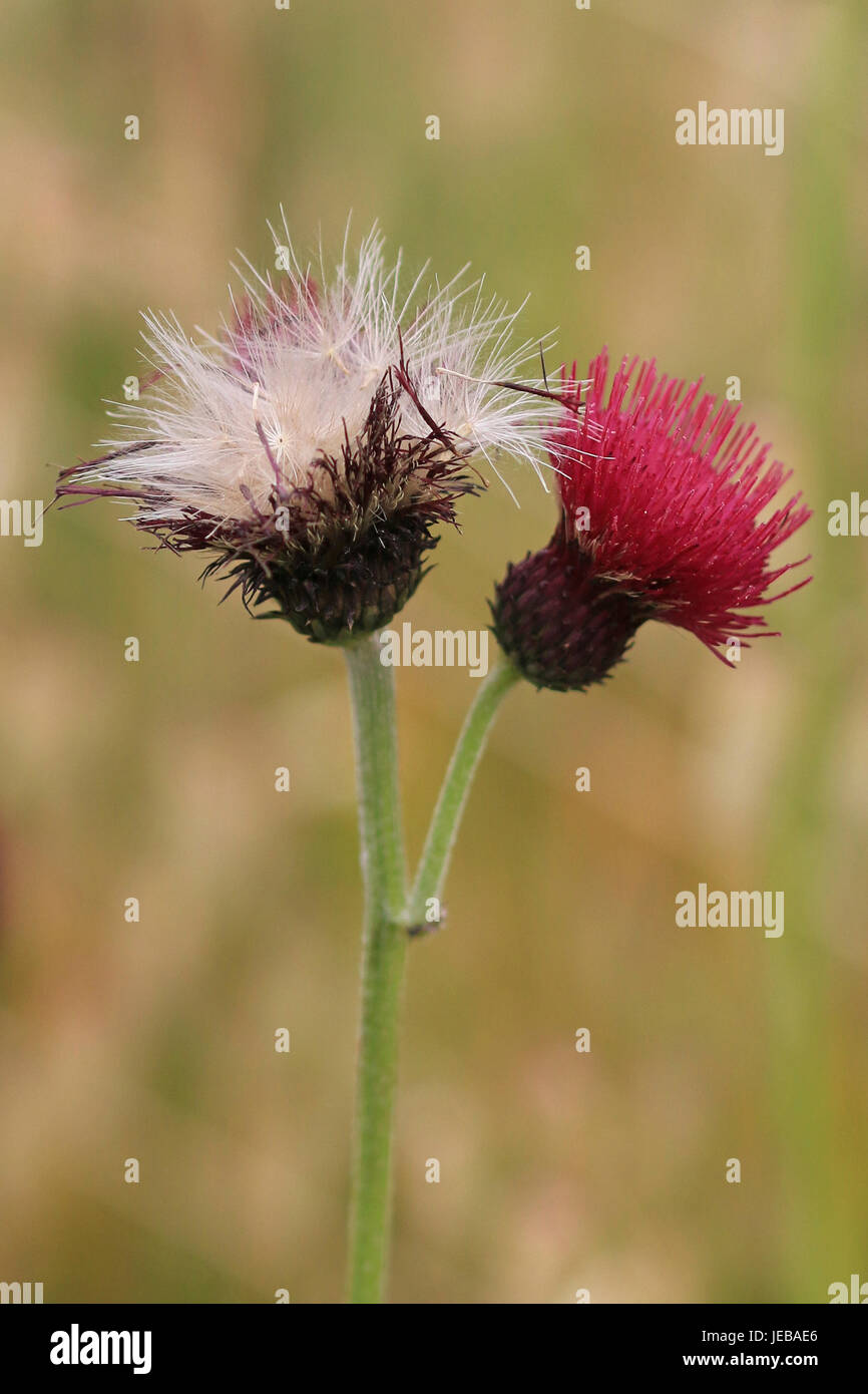 Red flower and seedhead of ornamental thistle Stock Photo