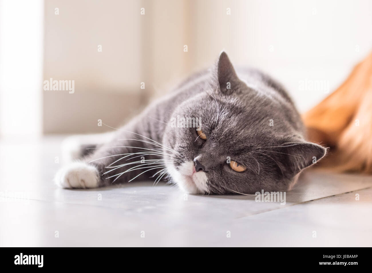 The gray British cat, lying on the floor Stock Photo - Alamy